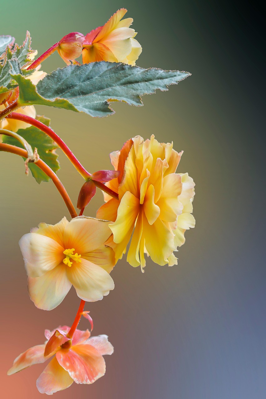 flowers, yellow flowers, flower background, petals, yellow petals, beautiful flowers, bloom, flower wallpaper, blossom, flora, nature, plant, flowering plant, spring, bokeh, closeup, begonia