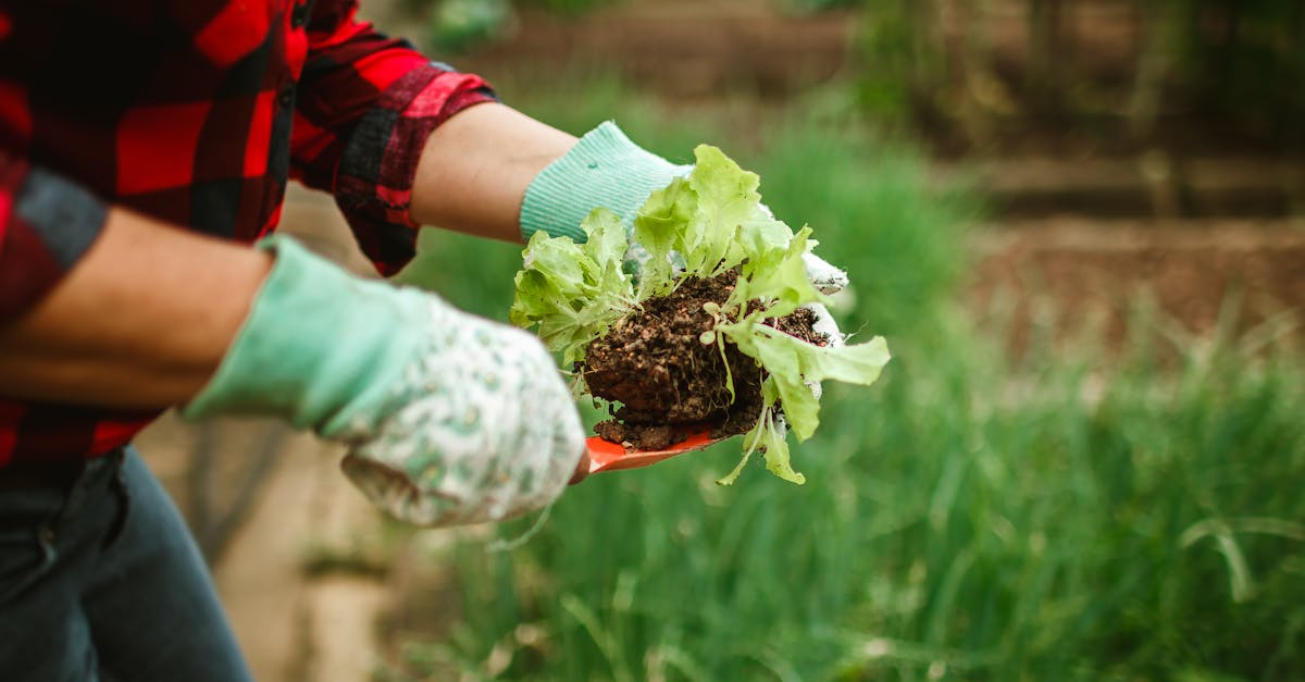 Close-up of a gardener harvesting lettuce outdoors, showing sustainable farming.
