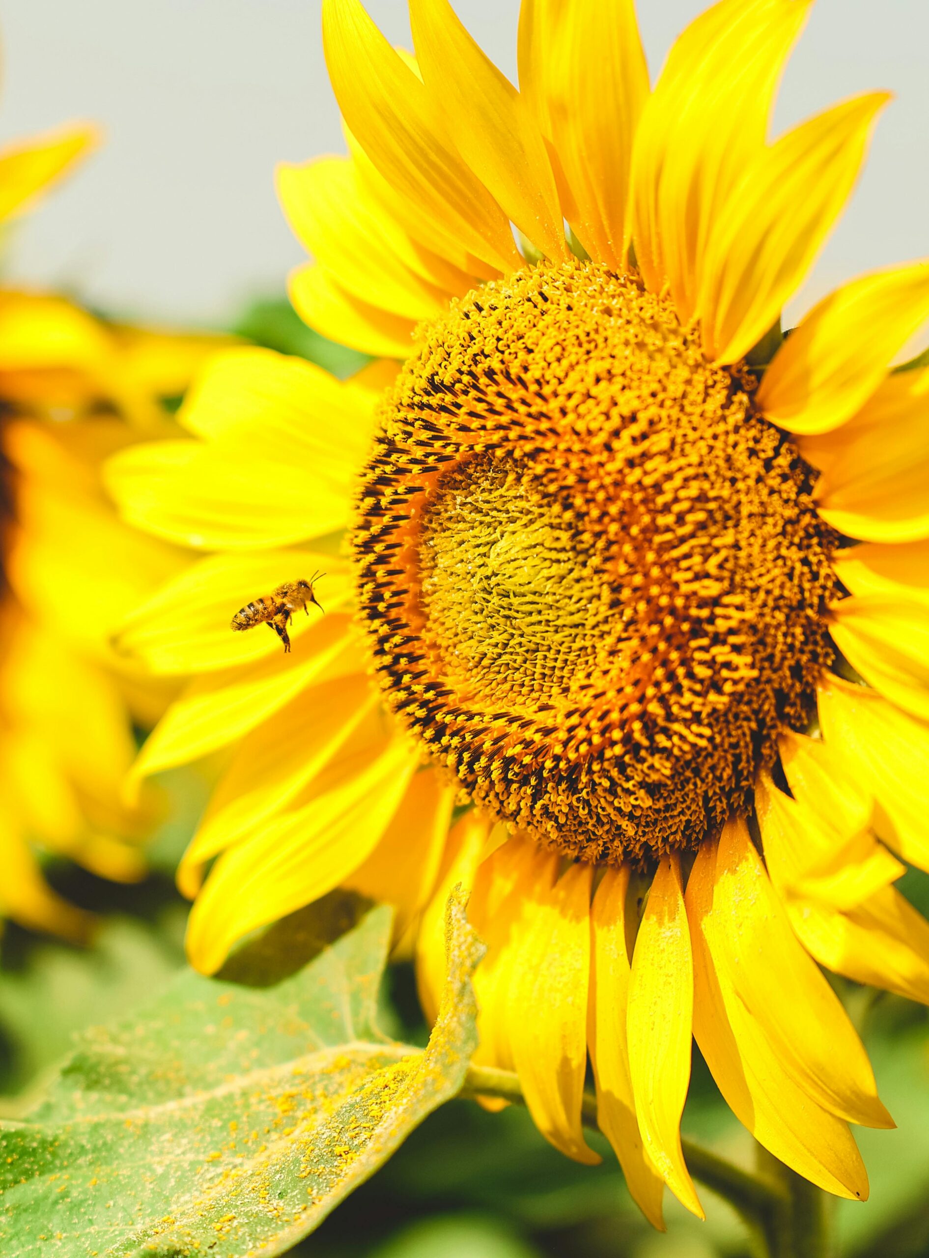 A bee hovering around a bright sunflower on a sunny day, showcasing nature's pollination process.